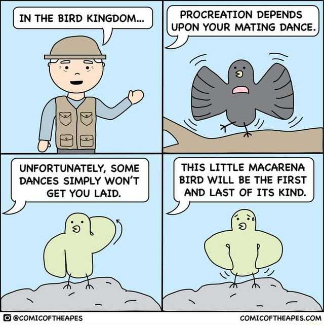 in-the-bird-kingdom-procreation-depends-upon-your-mating-dance-this-little-macarena-bird