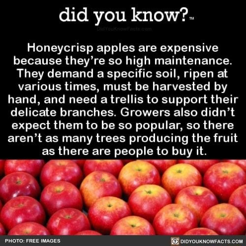 Did you know?. Honeycrisp apples are expensive because they're so high
