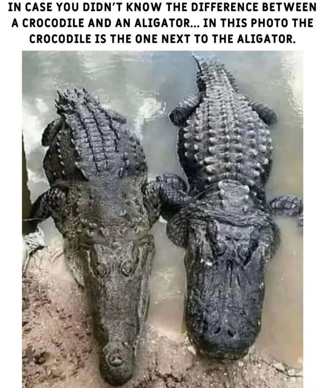 IN CASE YOU DIDN'T KNOW THE DIFFERENCE BETWEEN A CROCODILE AND AN ...