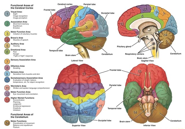 Cerebral cortex Parietal lobe Functional Areas of the Cerebral Cortex ...