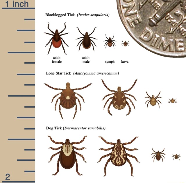 1 inch Blacklegged Tick (Ixodes scapularis) aK adult adult female male ...