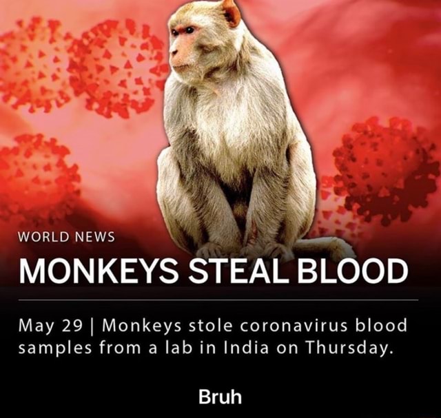 WORLD NEWS MONKEYS STEAL BLOOD May 29 I Monkeys stole coronavirus blood ...