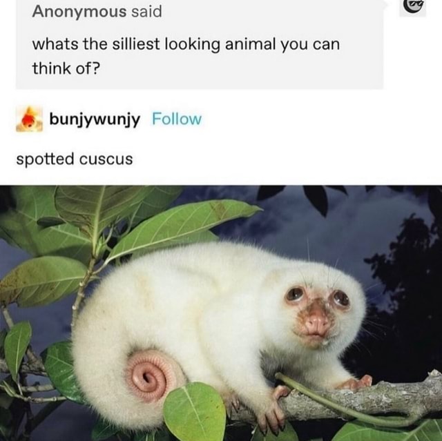 Anonymous said whats the silliest looking animal you can think of ...