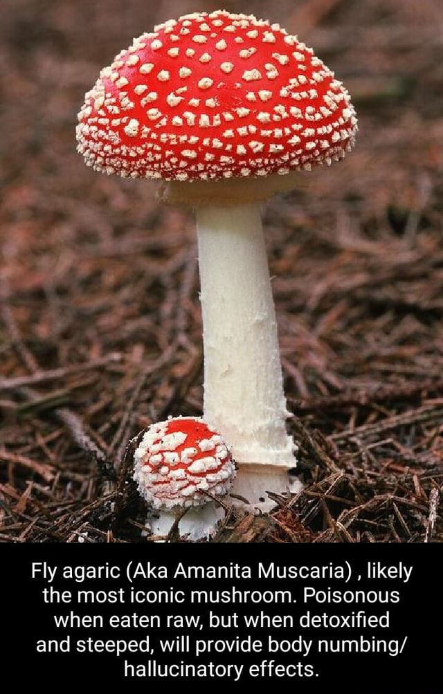 fly-agaric-aka-amanita-muscaria-likely-the-most-iconic-mushroom