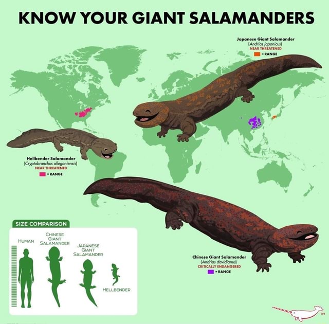 KNOW YOUR GIANT SALAMANDERS Japanese Giant Salamander (Andrias ...