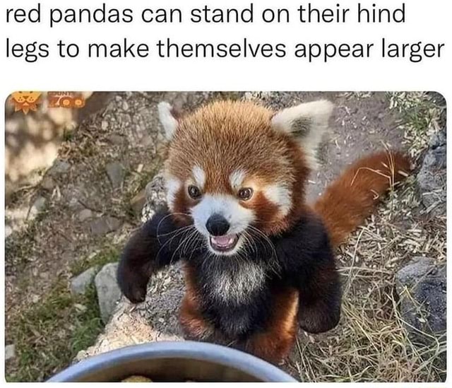 Red pandas can stand on their hind legs to make themselves appear ...