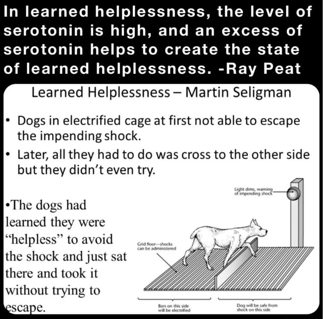 In learned helplessness, the level of serotonin is high, and an excess