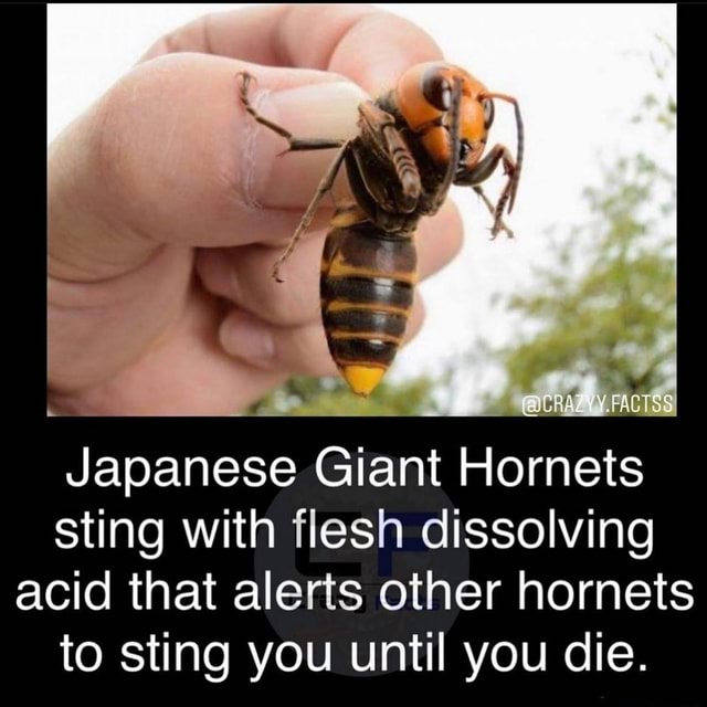 /Y.FACTSS Japanese Giant Hornets sting with flesh dissolving acid that ...