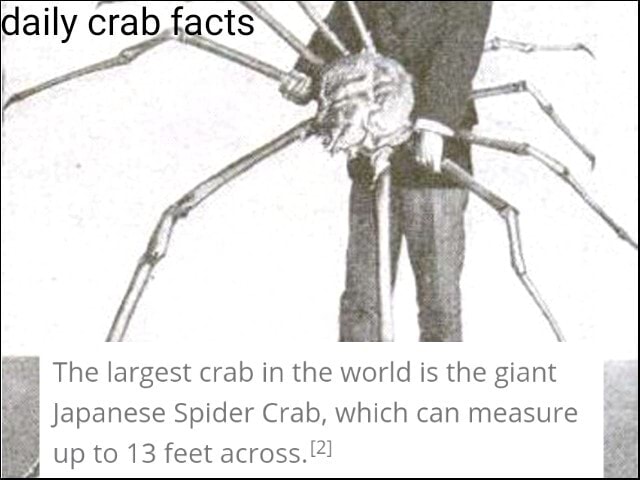 The Largest Crab In The World Is The Giant Japanese Spider Crab Which Can Measure Up To 13 Feet Across