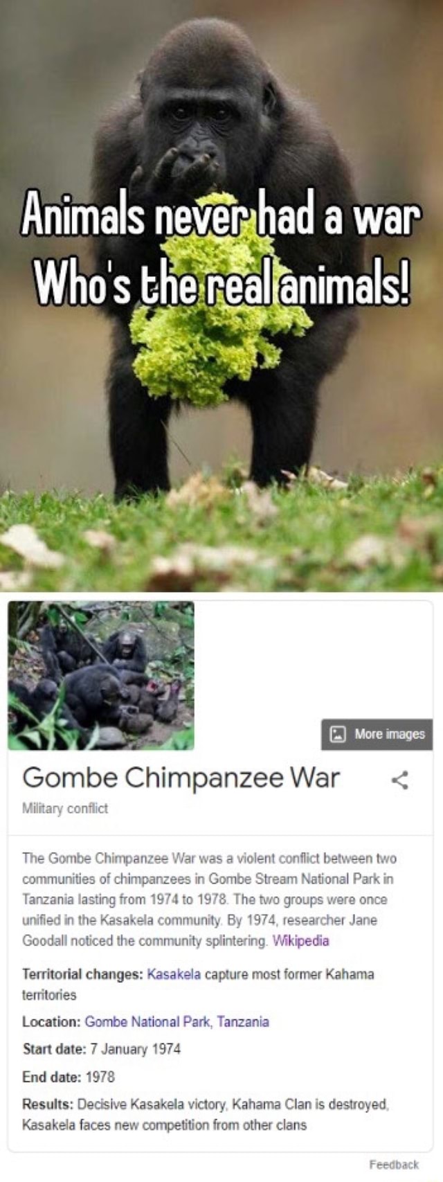 chimpanzee war