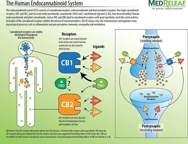 The Human Endocannabinoid System The Endocannabinoid System (CS ...