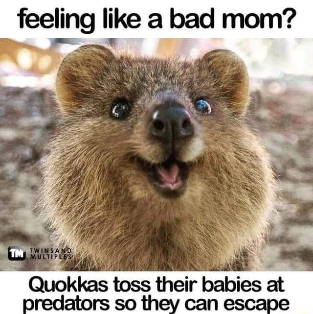 Feeling like a bad mom? Quokkas toss their babies at oredators so th
