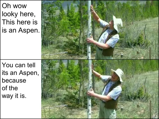 Oh Wow Looky Here This Here Is I Is An Aspen You Can Tell Its An Aspen E Because Of The Way It Is