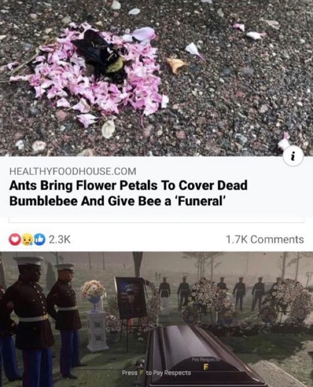 Ants Bring Flower Petals To Cover Dead Bumblebee