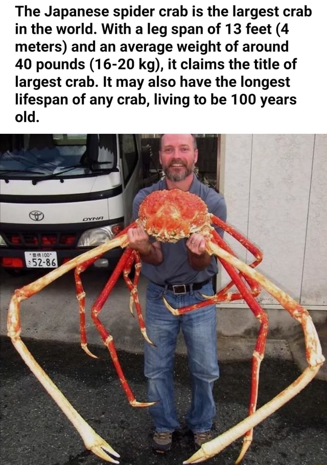 The Japanese spider crab is the largest crab in the world. With a leg
