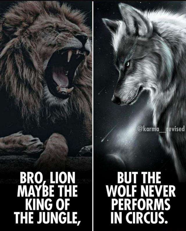 COMMENT 🔥 IF YOU AGREE - BRO, LION MAYBE THE KING OF THE JUNGLE, BUT ...