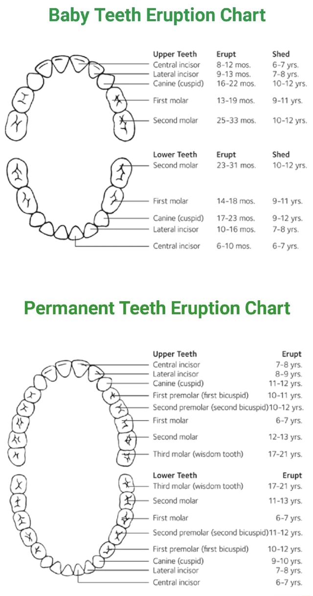 Baby Teeth Eruption Chart Upper Teeth Erupt Shed Central incisor 8-12 ...