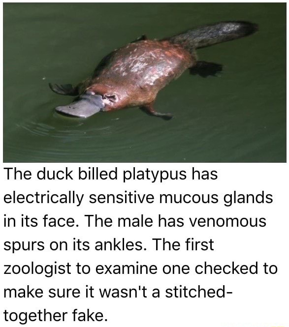 The duck billed platypus has electrically sensitive mucous glands in ...