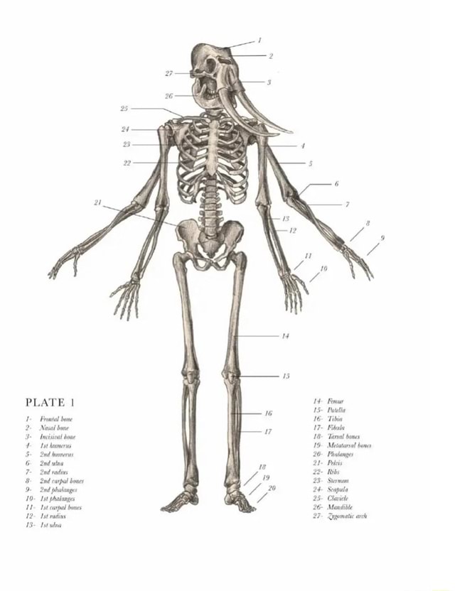 Plate Frontal Bone Nasal Bone Incisival Bowe 'nd Humerus Ulna Nd Rads 