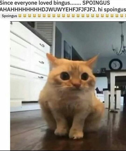 Since everyone loved bingus. SPOINGUS hi spoingus Spoingss - iFunny