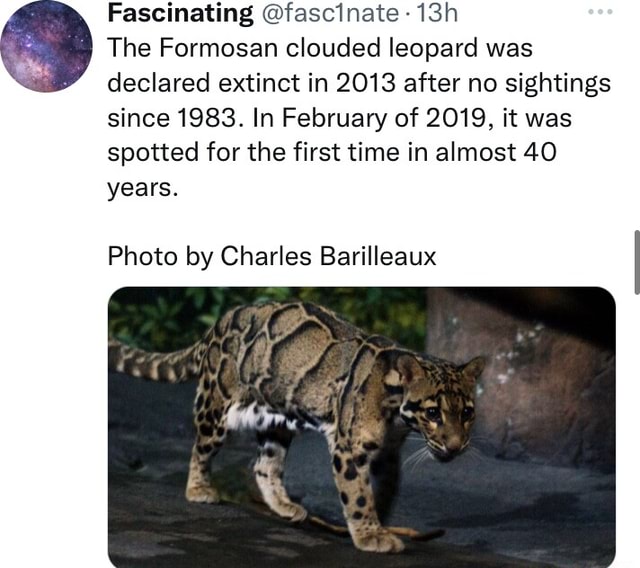 Fascinating @fascinate- The Formosan clouded leopard was declared