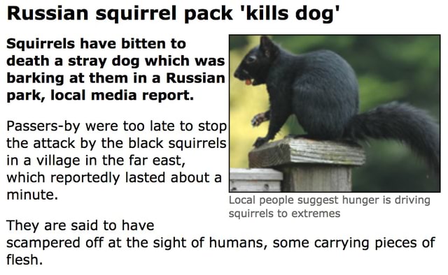 Russian squirrel pack 'kills dog' Squirrels have bitten to death a