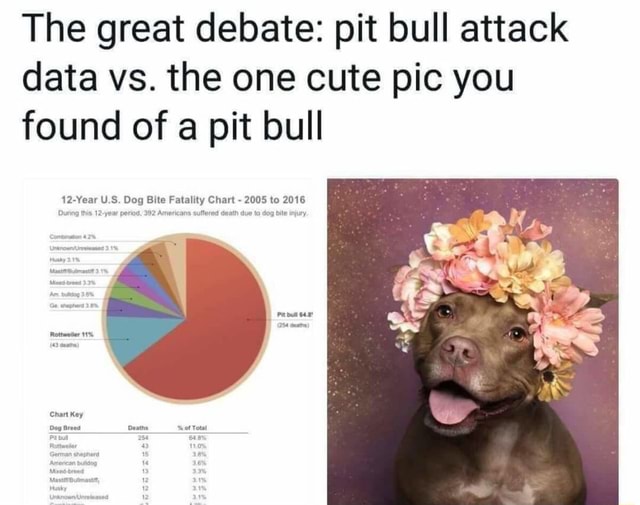 The great debate: pit bull attack data vs. the one cute pic you found of a  pit bull - )