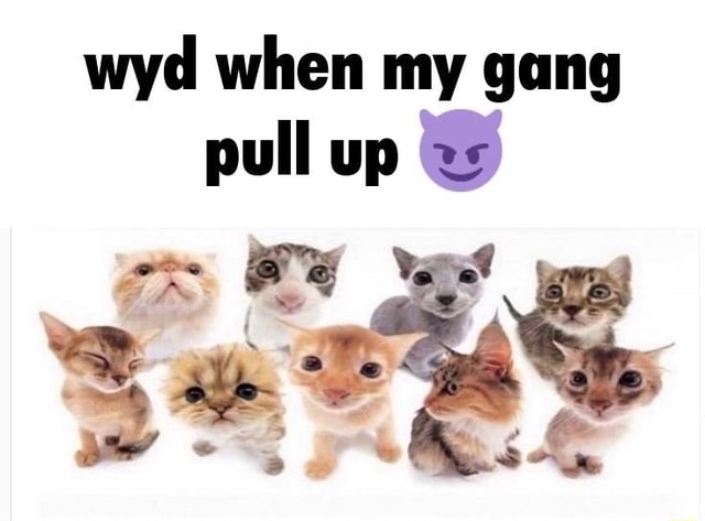 wyd-when-my-gang-pull-up-ifunny