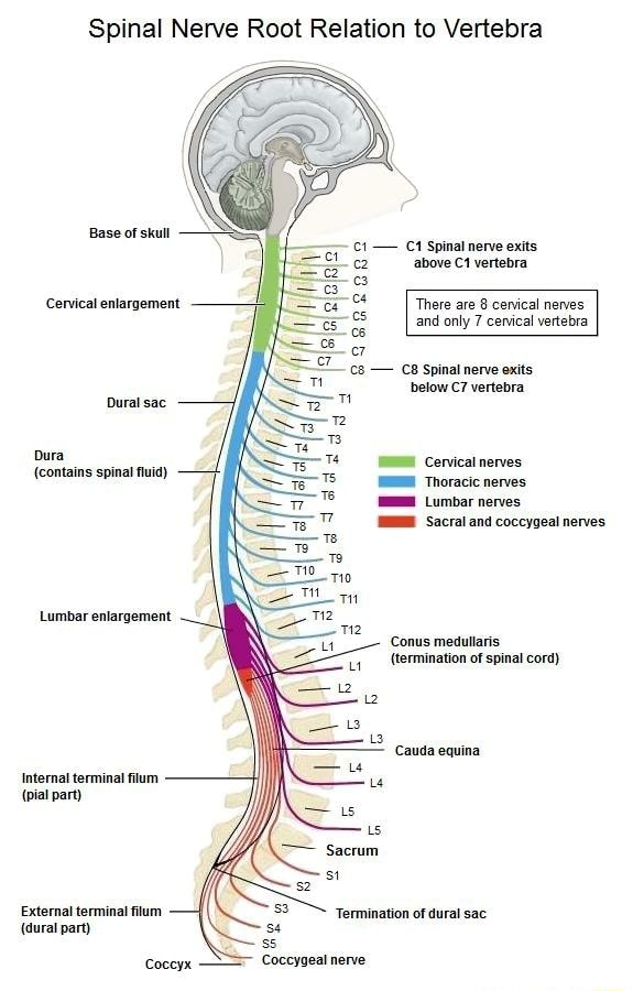 Spinal Nerve Root Relation to Vertebra Base of skull - Spinal nerve ...