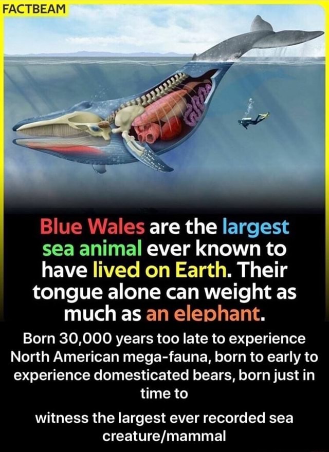 FACTBEAM Blue Wales are the largest sea animal ever known to have lived on  Earth. Their tongue alone can weight as much as an elephant. Born 30,000  years too late to experience
