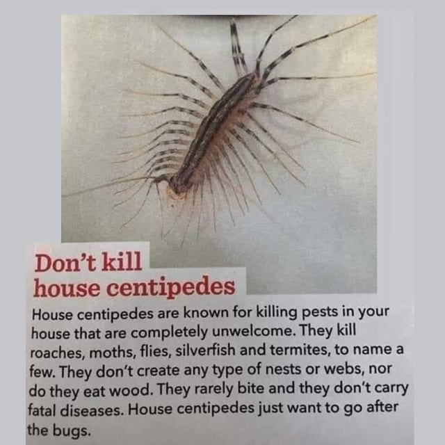 N/A Don't kill house centipedes House centipedes are known for