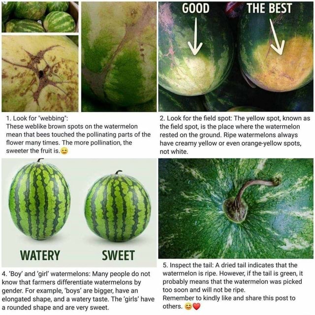 1. Look for "webbing" These weblike brown spots on the watermelon mean