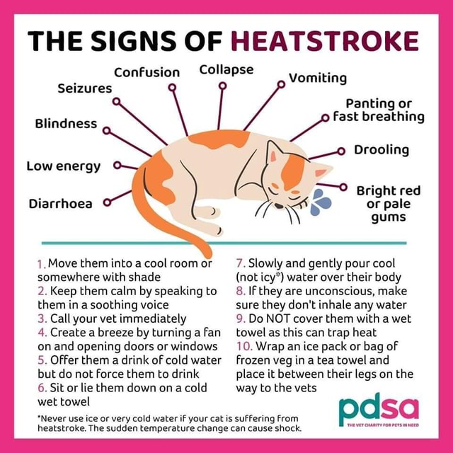 THE SIGNS OF HEATSTROKE Confusion Seizures Blindness Low energy ...