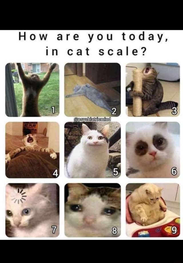 How Are You Today In Cat Scale