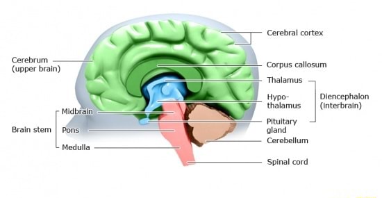 Cerebral cortex Cerebrum (upper brain) Corpus callosun 'Thalamus ...