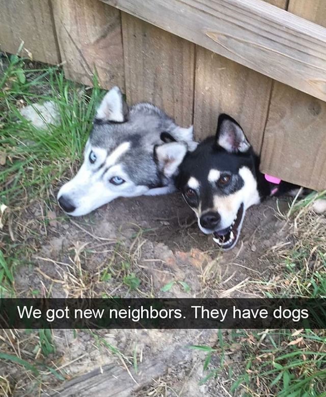 We got new neighbors. They have dogs - iFunny