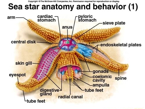 Sea star anatomy and behavior (1) _Stomach coelomic cavity ampulla tube ...