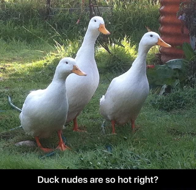 Duck Nudes