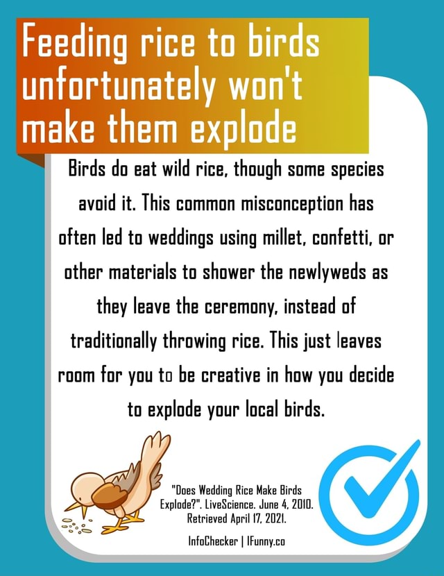 Feeding rice to birds untortunately wont make them explode Birds do eat