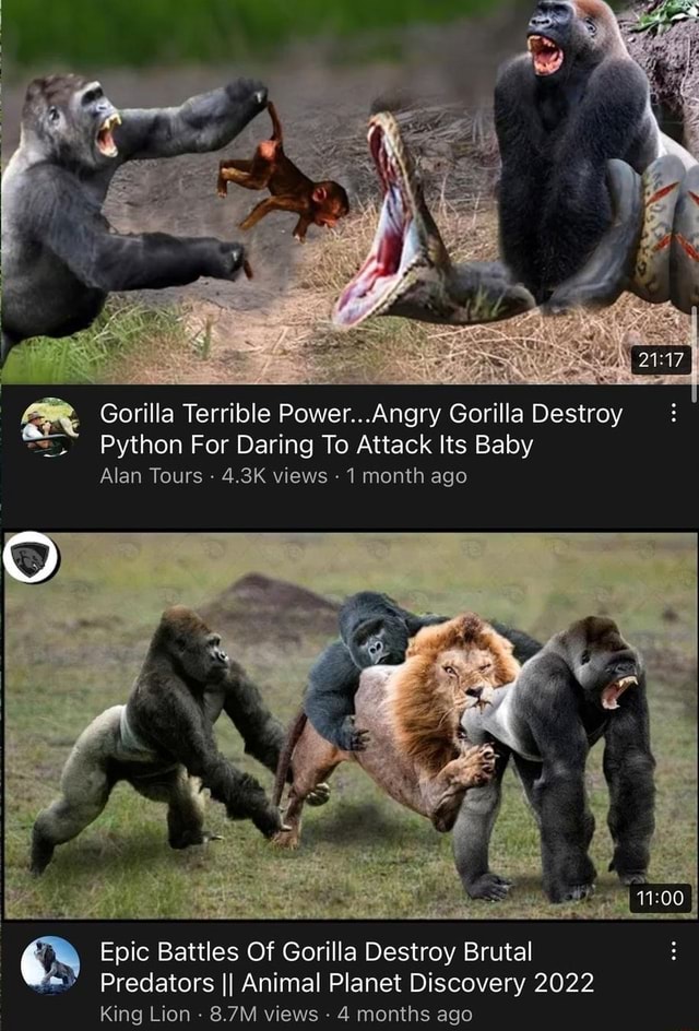 Gorilla Terrible Power...Angry Gorilla Destroy Python For Daring To ...