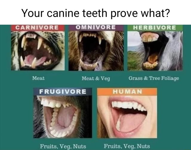 Your canine teeth prove what? CARNIVORE OMNIVORE HERBIVORE on ye I