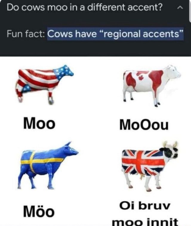 Do cows moo in a different accent? Fun fact Cows have "regional