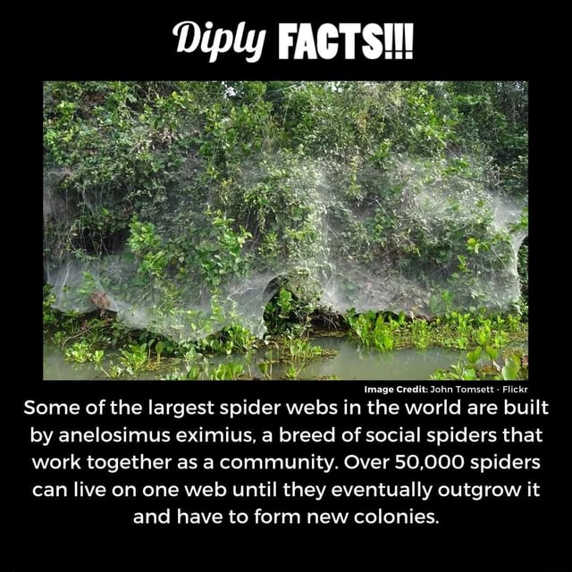 Some of the largest spider webs in the world are built by anelosimus