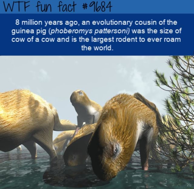 8 million years ago, an evolutionary cousin of the guinea pig ...