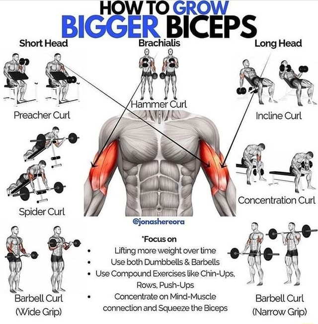 Rt BIGGER BICEPS Long Head ialis Long Head Preacher Curl Spider Curl ...