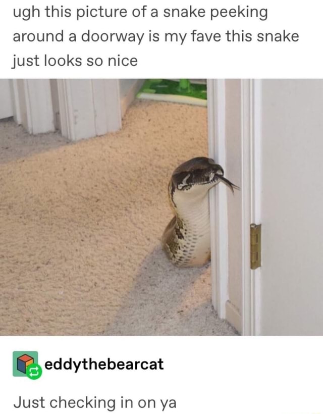 Ugh this picture of a snake peeking around a doorway is my fave this ...