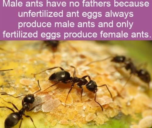 Unfertilized ant eggs always produce male ants and only fertilized eggs ...