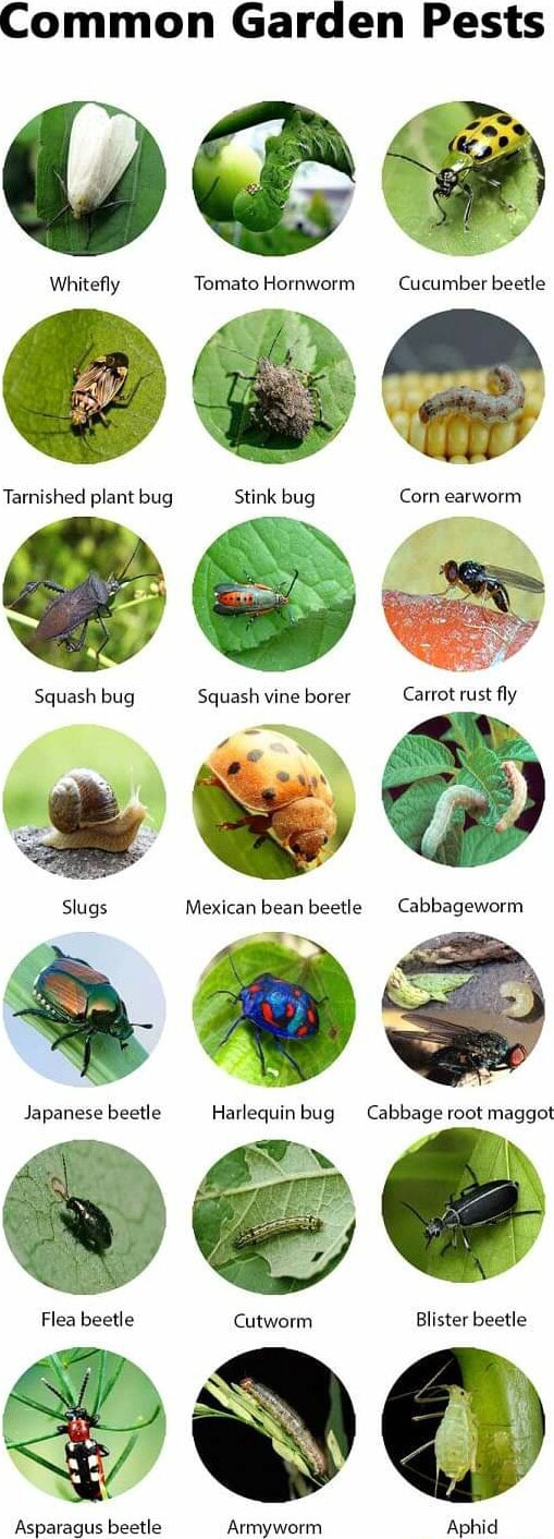 Common Garden Pests Tomato Hornworm Cucumber beetle Tarnished plant bug ...