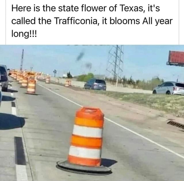 here-is-the-state-flower-of-texas-it-s-called-the-tratficonia-it