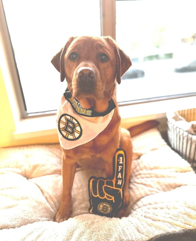 Game Day Mood. 💛 📸 ellie_thefoxredlab America’s best pics and videos
